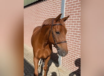 Pony belga, Caballo castrado, 8 años, 147 cm, Alazán