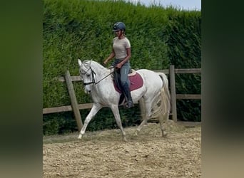 Pony Belga, Castrone, 10 Anni, 142 cm, Grigio