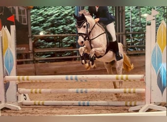 Pony Belga, Castrone, 10 Anni, 142 cm, Grigio