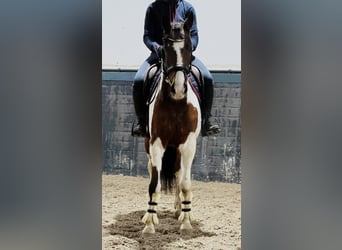 Pony Belga, Castrone, 11 Anni, 150 cm, Pezzato