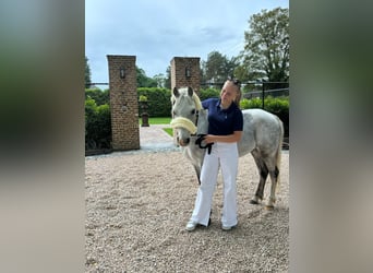 Pony Belga, Castrone, 12 Anni, 127 cm, Grigio