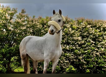 Pony Belga, Castrone, 12 Anni, 127 cm, Grigio