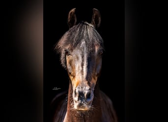Pony Belga, Castrone, 13 Anni, 135 cm, Baio scuro