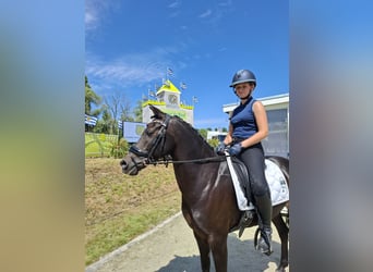 Pony Belga, Castrone, 13 Anni, 135 cm, Baio scuro