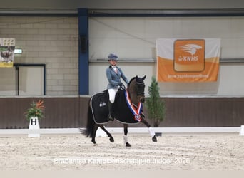 Pony Belga, Castrone, 13 Anni, 135 cm, Baio scuro