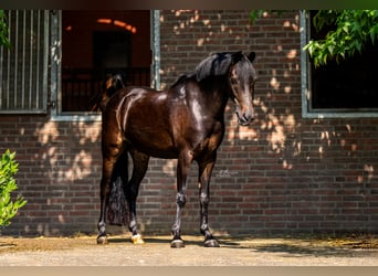 Pony Belga, Castrone, 13 Anni, 135 cm, Baio scuro