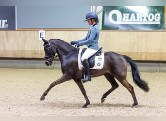 Pony Belga, Castrone, 13 Anni, 135 cm, Baio scuro
