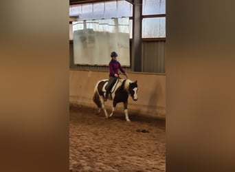 Pony Belga, Castrone, 14 Anni, 141 cm, Pezzato