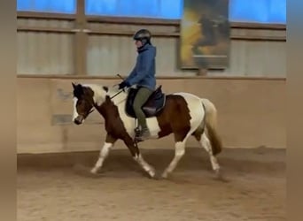 Pony Belga, Castrone, 14 Anni, 141 cm, Pezzato