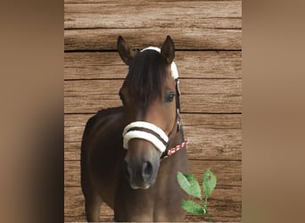 Pony Belga, Castrone, 14 Anni, 152 cm, Baio