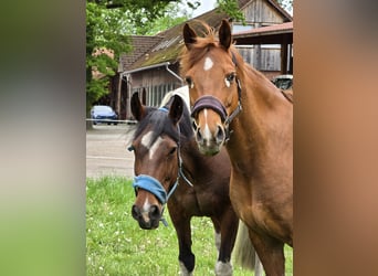 Pony Belga Mix, Castrone, 14 Anni, 155 cm, Sauro