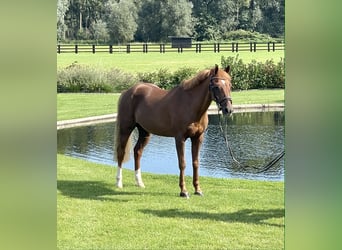 Pony Belga, Castrone, 16 Anni, 127 cm, Sauro