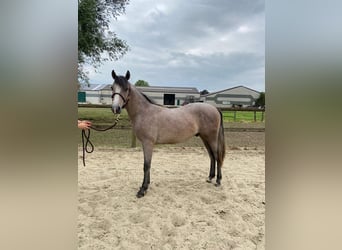 Pony Belga, Castrone, 1 Anno, 145 cm, Grigio
