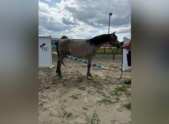 Pony Belga, Castrone, 1 Anno, 145 cm, Grigio