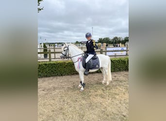 Pony Belga, Castrone, 22 Anni, 121 cm, Grigio