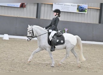 Pony Belga, Castrone, 22 Anni, 121 cm, Grigio