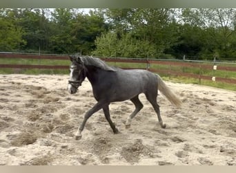 Pony Belga, Castrone, 3 Anni, 146 cm, Grigio