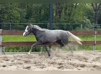Pony Belga, Castrone, 3 Anni, 146 cm, Grigio