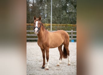 Pony Belga, Castrone, 4 Anni, 151 cm, Sauro