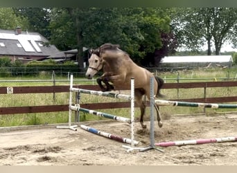 Pony Belga, Castrone, 4 Anni, 167 cm, Pelle di daino