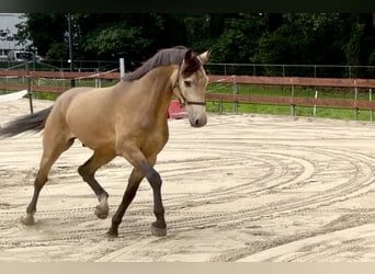 Pony Belga, Castrone, 4 Anni, 167 cm, Pelle di daino