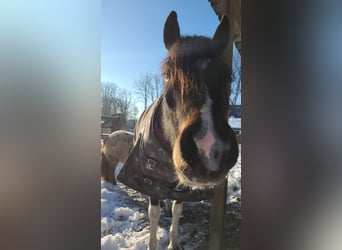 Pony Belga, Castrone, 5 Anni, 135 cm, Pezzato