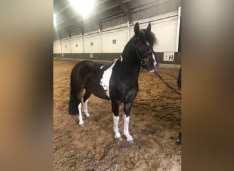 Pony Belga, Castrone, 5 Anni, 135 cm, Pezzato