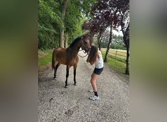 Pony Belga, Giumenta, 10 Anni, 146 cm, Baio