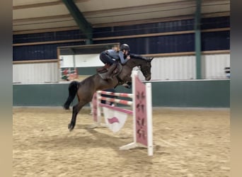 Pony Belga, Giumenta, 10 Anni, 148 cm, Baio