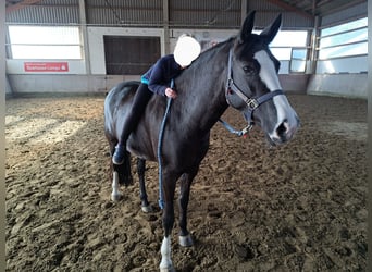 Pony Belga, Giumenta, 11 Anni, 147 cm, Morello