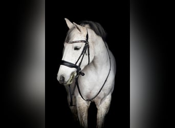 Pony Belga, Giumenta, 11 Anni, 148 cm, Grigio