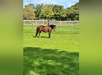 Pony Belga, Giumenta, 12 Anni, 116 cm