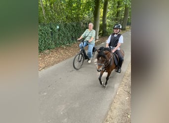 Pony Belga, Giumenta, 12 Anni, 116 cm