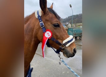 Pony Belga, Giumenta, 12 Anni, 143 cm, Baio