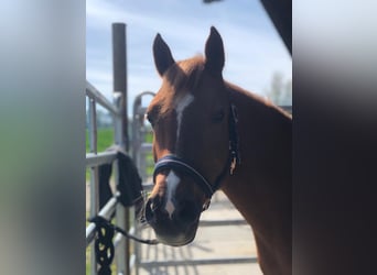 Pony Belga, Giumenta, 13 Anni, 140 cm, Sauro