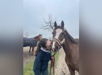 Pony Belga, Giumenta, 18 Anni