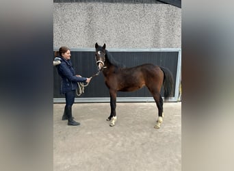 Pony Belga, Giumenta, 1 Anno, 148 cm, Baio scuro