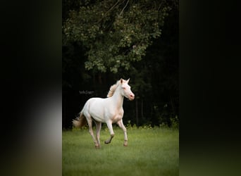 Pony Belga, Giumenta, 2 Anni, 144 cm, Cremello