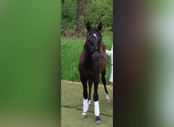 Pony Belga, Giumenta, 2 Anni, Baio nero