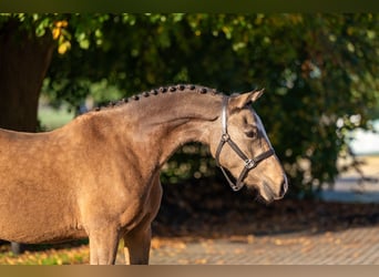 Pony Belga, Giumenta, 3 Anni, 145 cm, Grigio rossastro