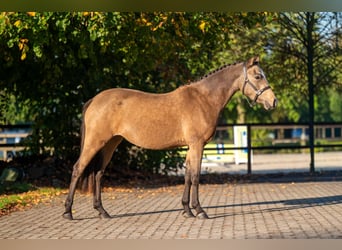 Pony Belga, Giumenta, 3 Anni, 145 cm, Grigio rossastro