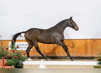Pony Belga, Giumenta, 3 Anni, Baio