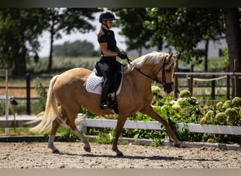 Pony Belga, Giumenta, 4 Anni, 147 cm, Palomino