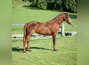Pony Belga, Giumenta, 5 Anni, 137 cm, Sauro