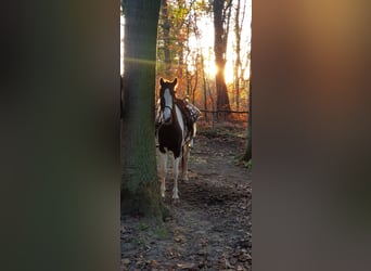 Pony Belga, Giumenta, 5 Anni, 143 cm, Pezzato