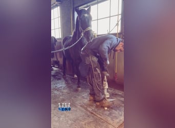 Pony Belga, Giumenta, 5 Anni, 145 cm, Grigio ferro