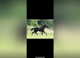 Pony Belga, Giumenta, 5 Anni, 150 cm, Morello