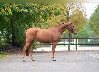 Pony Belga, Giumenta, 5 Anni, Sauro