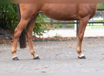 Pony Belga, Giumenta, 5 Anni, Sauro