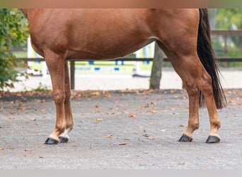 Pony Belga, Giumenta, 5 Anni, Sauro
